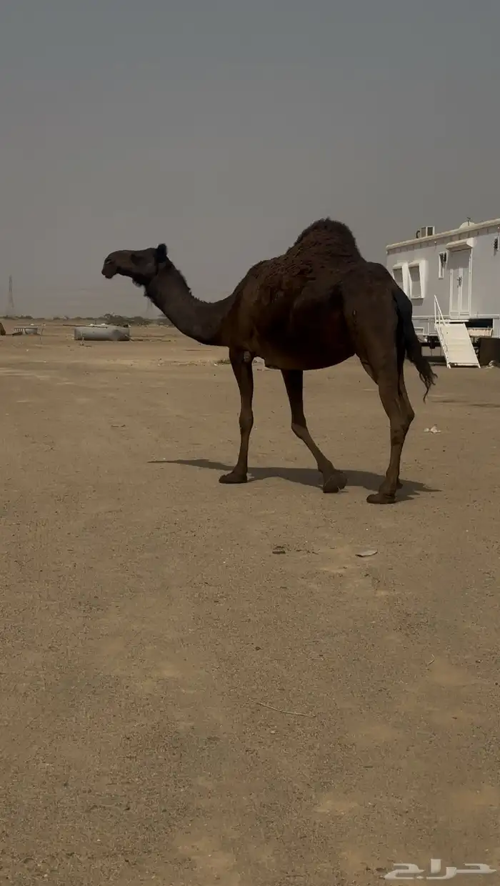للبيع ناقه لقحه 2