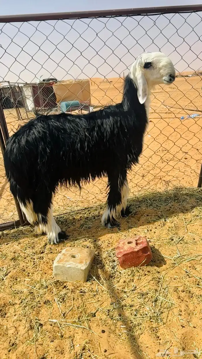 خرفان نجد مشاريع فحول 1