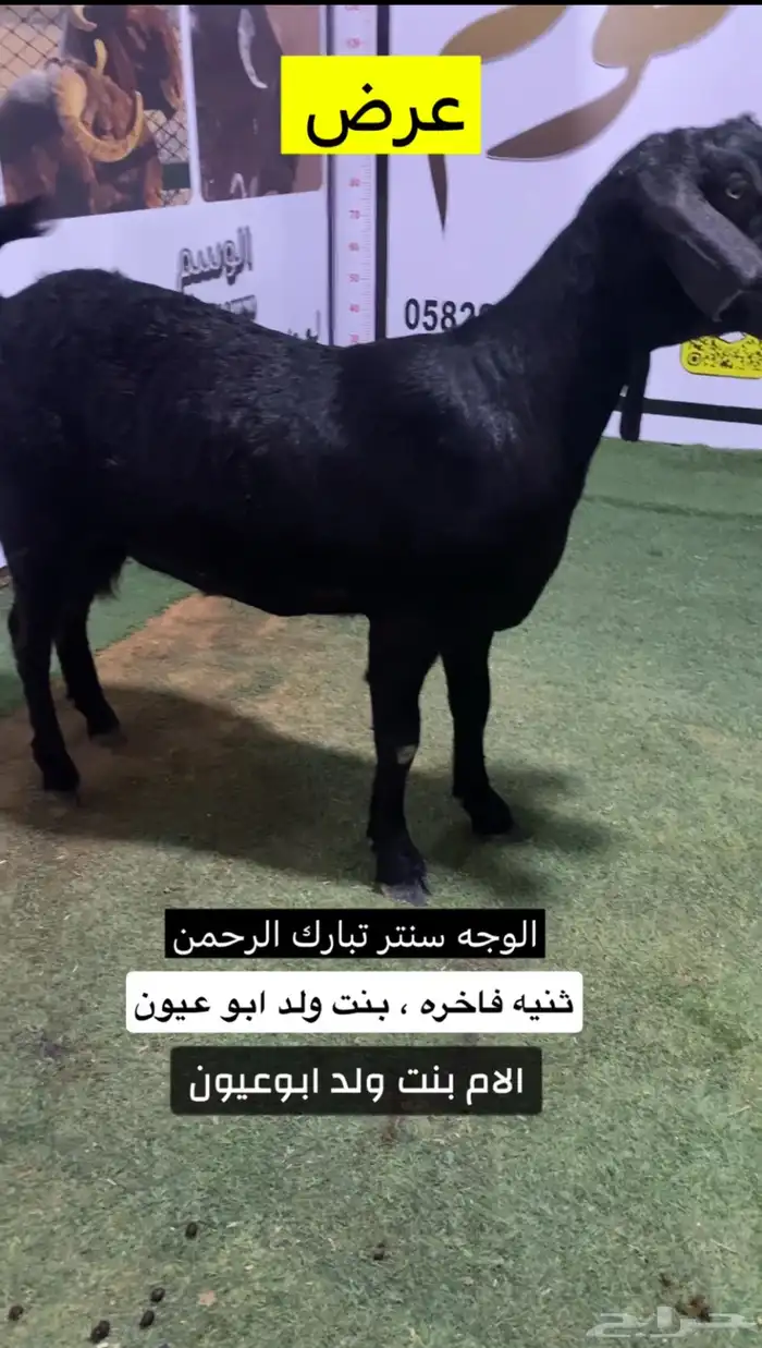 شاميه ثنيه فاخره ومعرفه 0