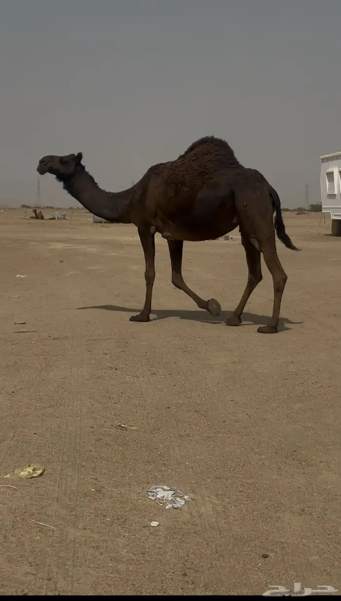 للبيع ناقه لقحه 0
