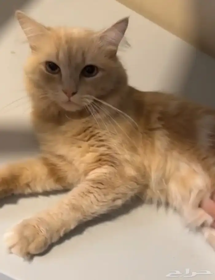 قطط للتبني 1