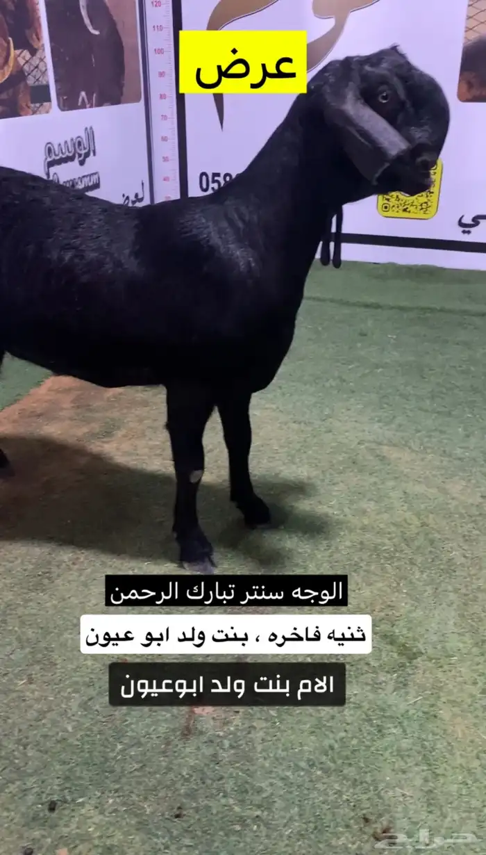شاميه ثنيه فاخره ومعرفه 1