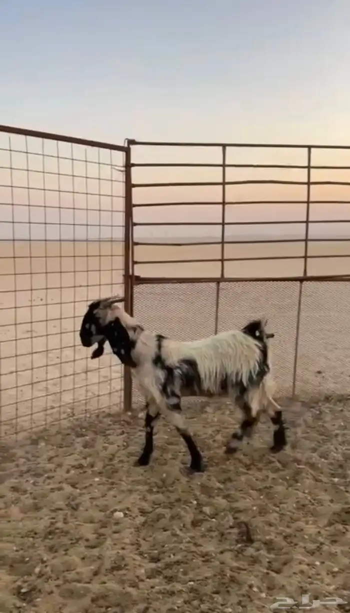 عنز مشروكه 0