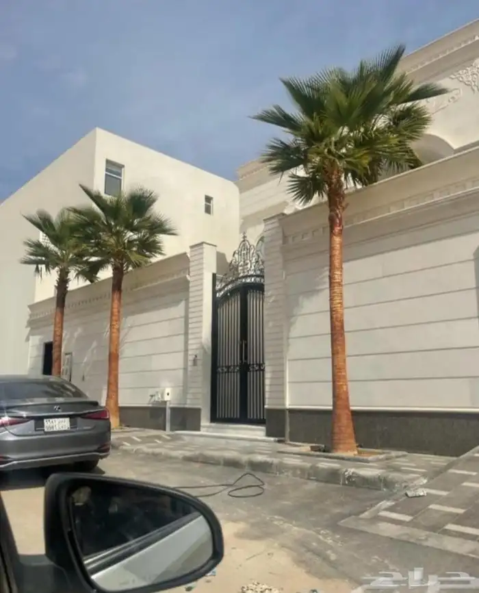 نخل طبيعي وواشنطن زينه 1