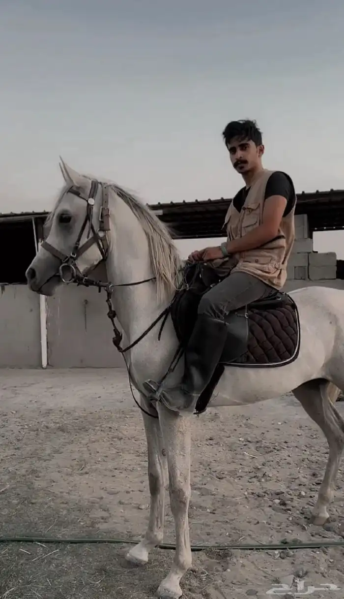 حصان واهو طيب 5