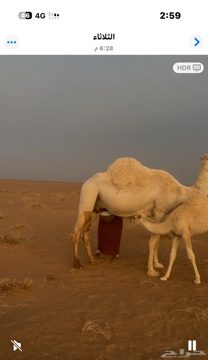 خلفات للبيع هداوه وحده تحتها بكر والثاني تحتهاقعود 1