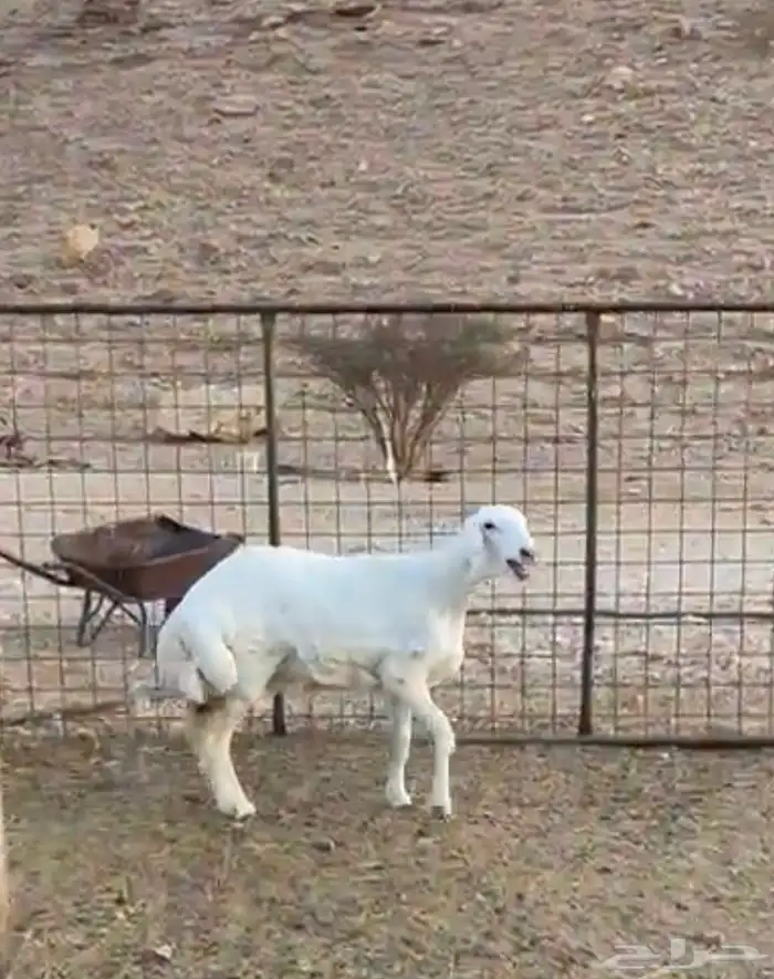 رخل حرية مغلق فل شحم 0