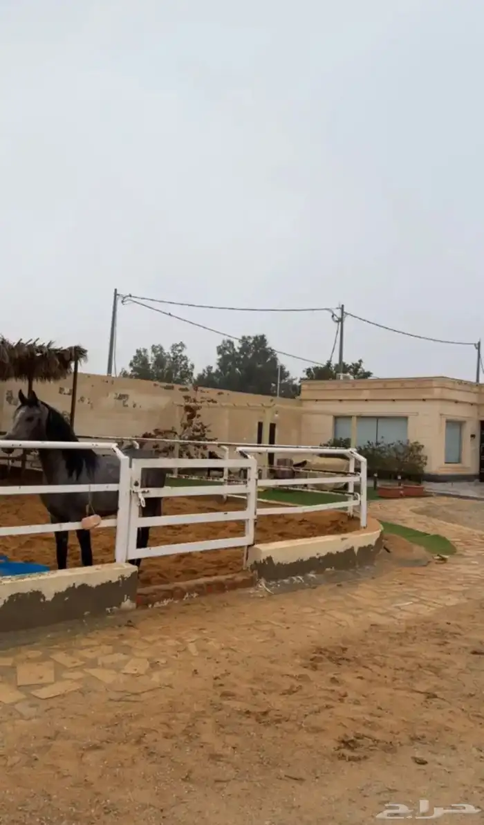 مربط المميز للأيواء 2