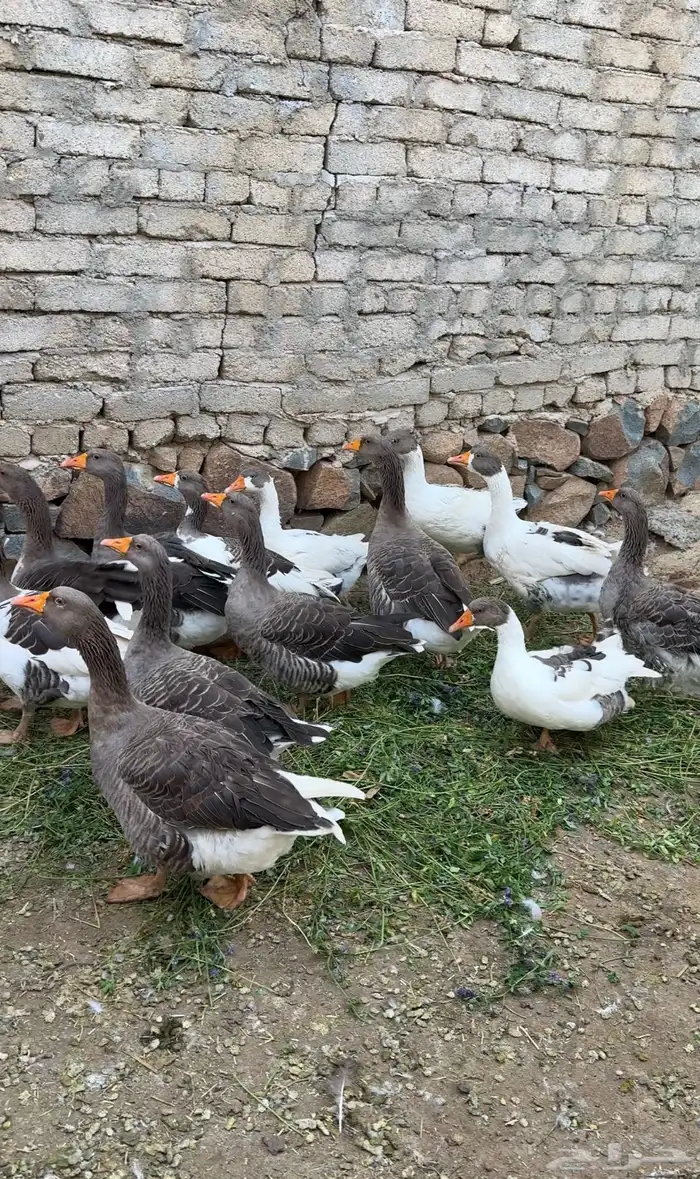 وز بلدي سوبر جامبو 0