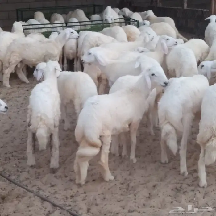 ذبائح طليان ورخال 1