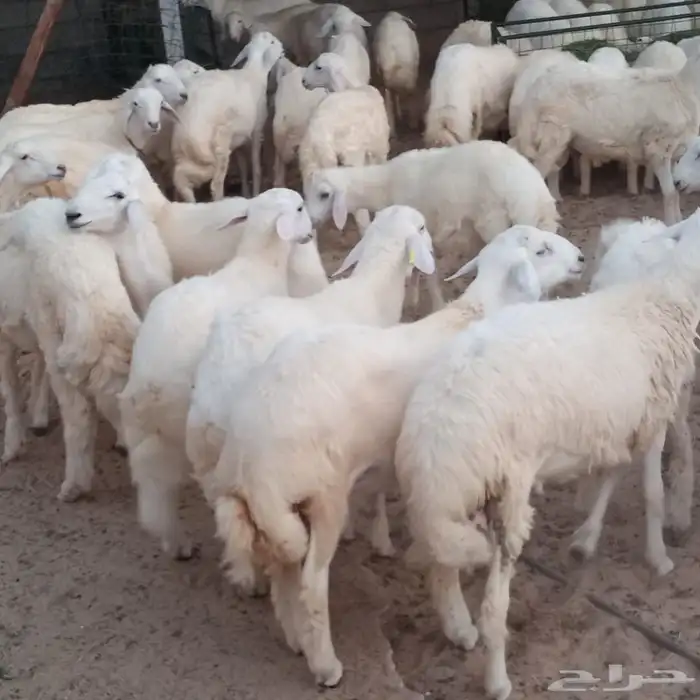 ذبائح طليان ورخال 0