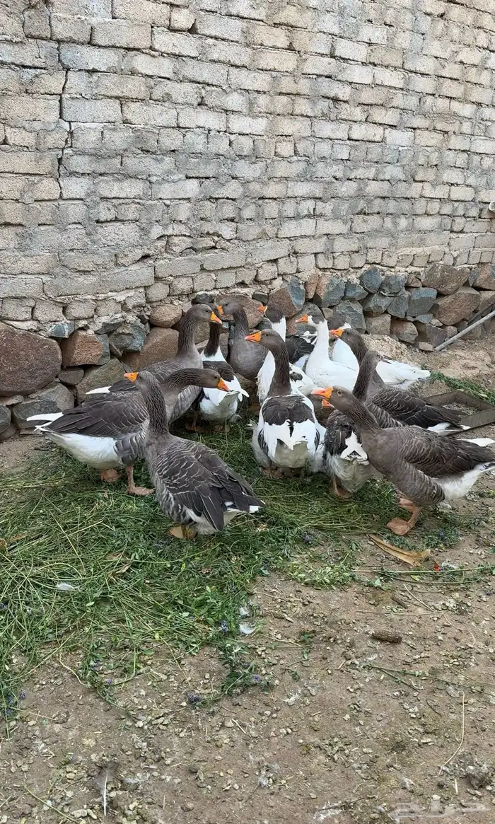 وز بلدي سوبر جامبو 1