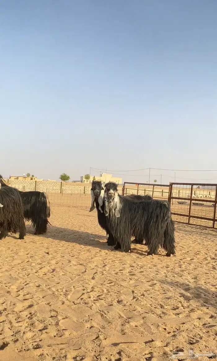 معزا عوارض صنف مراح 5