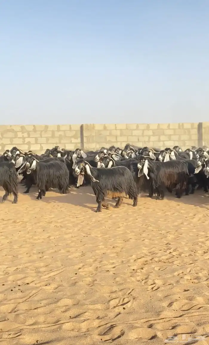 معزا عوارض صنف مراح 1