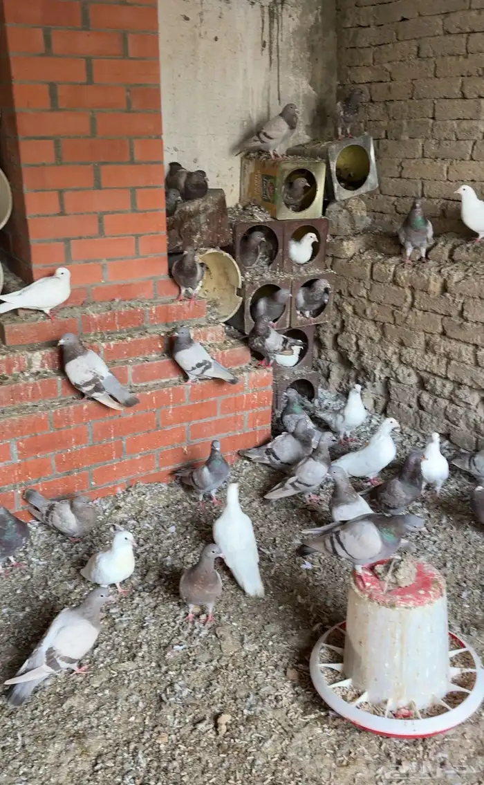 حمام فرنسي 2