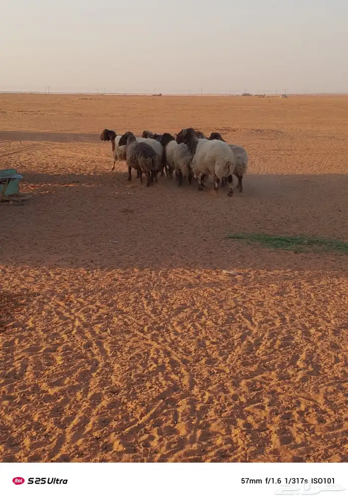 غنم حيل للبيع 1