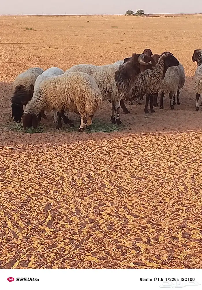 غنم حيل للبيع 8