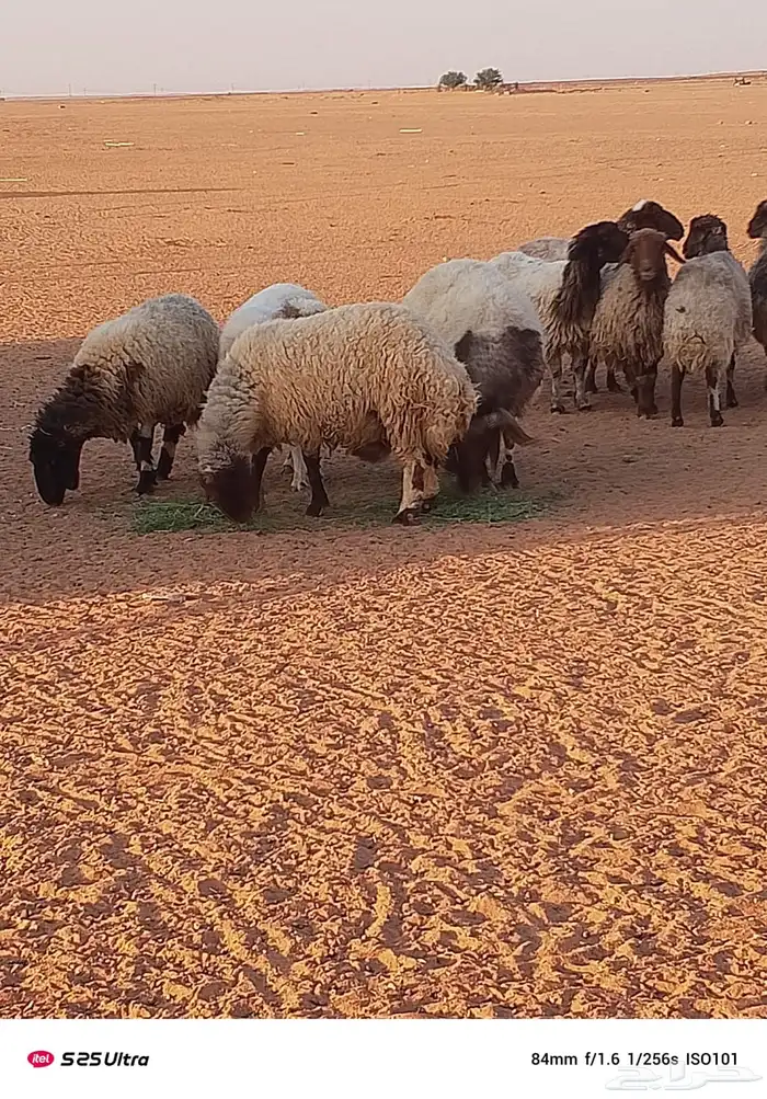 غنم حيل للبيع 6