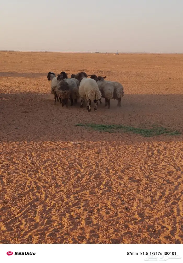 غنم حيل للبيع 4