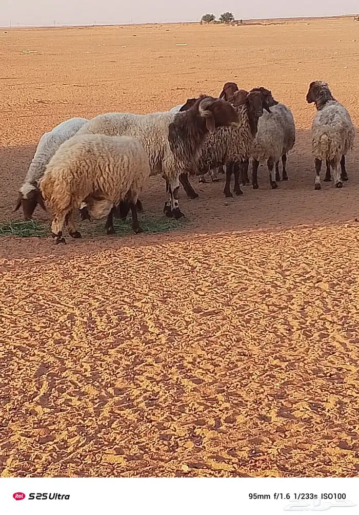 غنم حيل للبيع 3