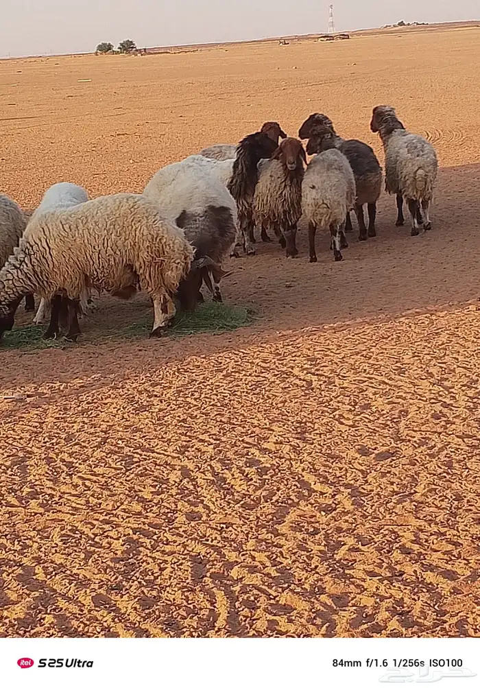 غنم حيل للبيع 5