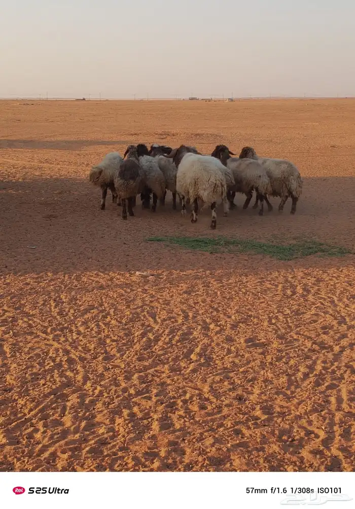 غنم حيل للبيع 7