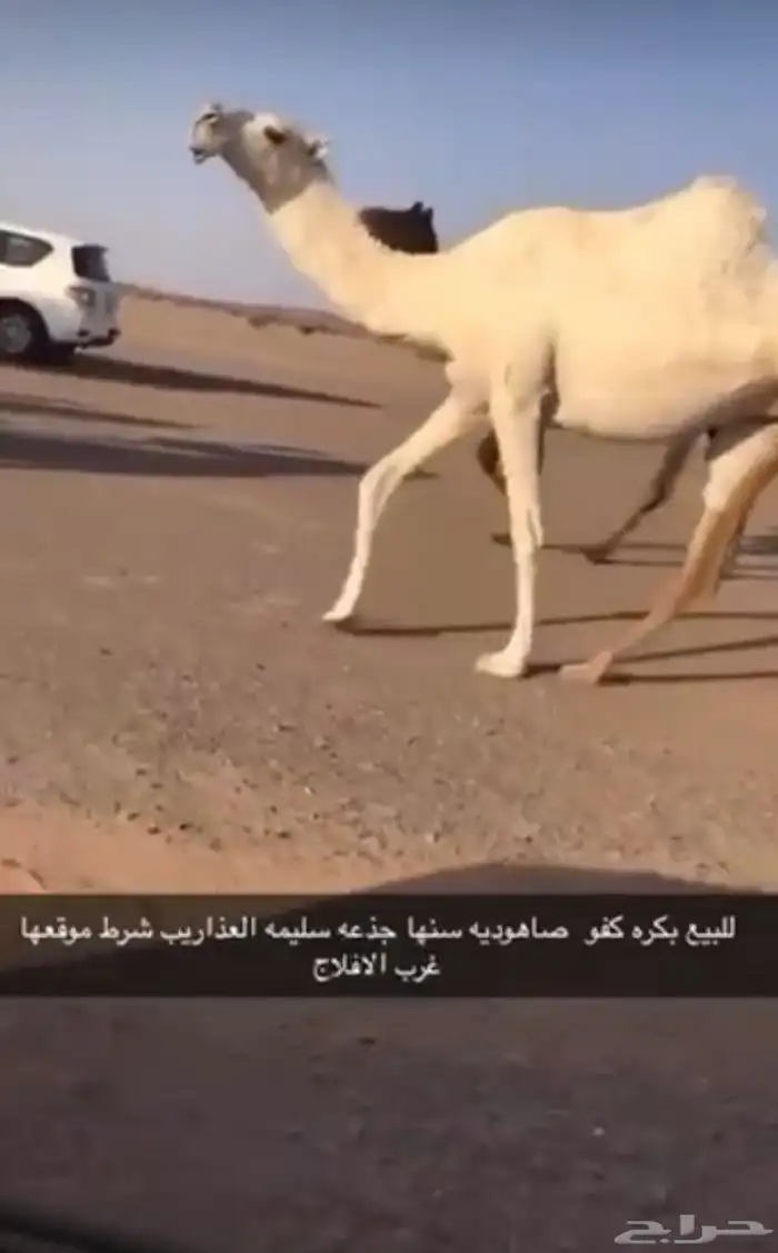 زمول ولقحات وضرايب كفو 0