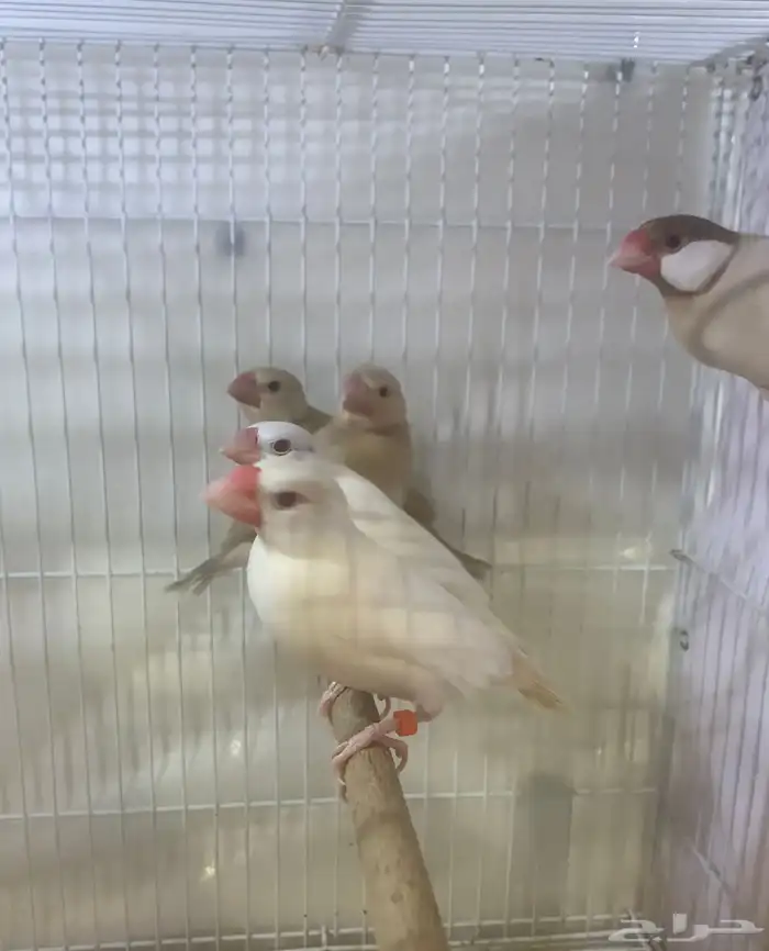 (تم البيع) للبيع جوز جاوا مع فروخا 0