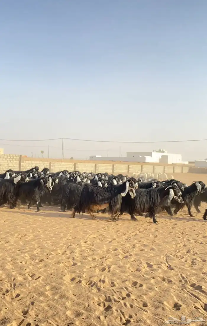 معزا عوارض صنف مراح 0