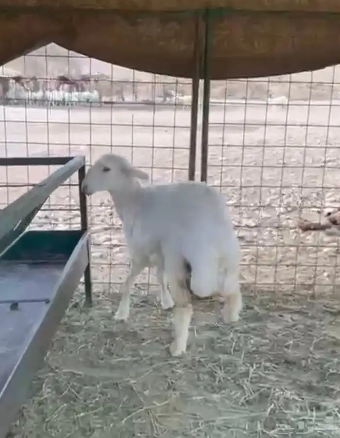 رخل حرية مغلق فل شحم 1