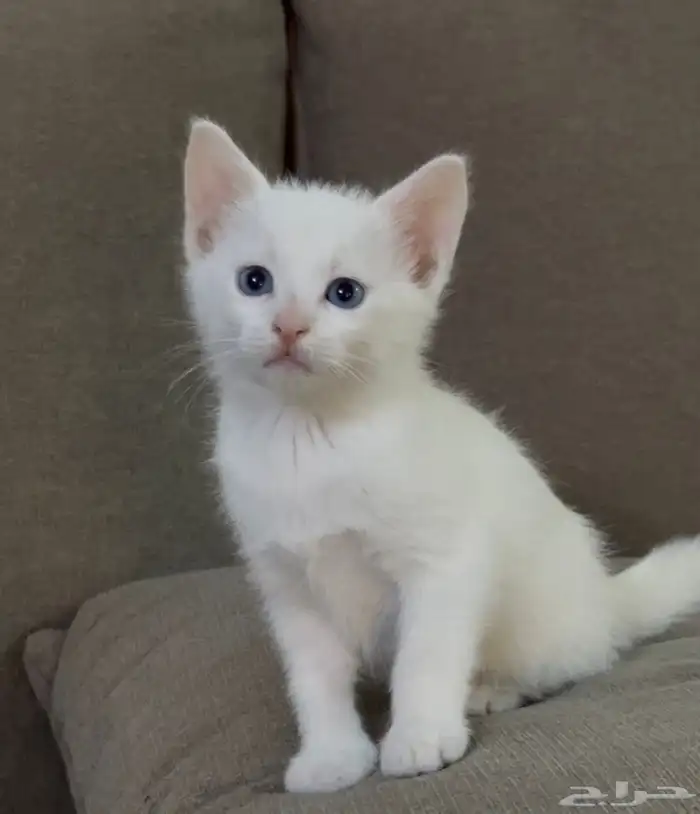 قطط للتبني في الطائف 1