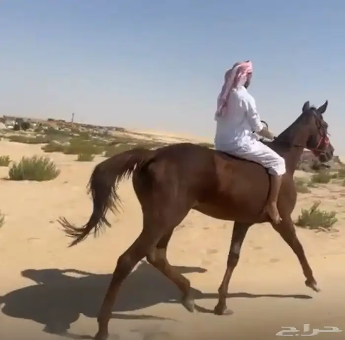 فرس انقليزيه يوجد مقاطع فديو 1