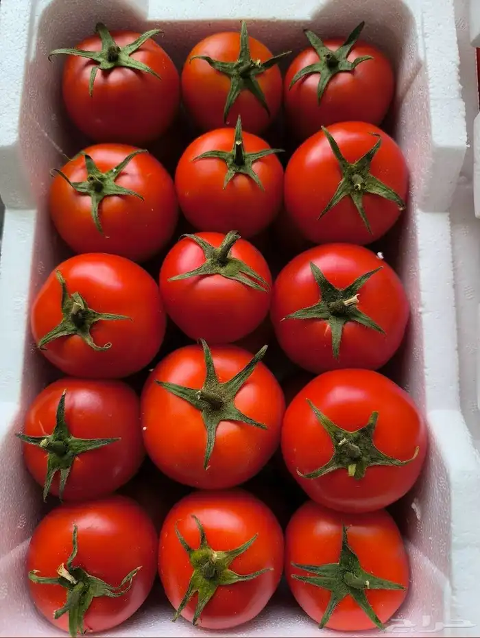 مندوب خضار داخل الرياض. من سوق العزيزية 0