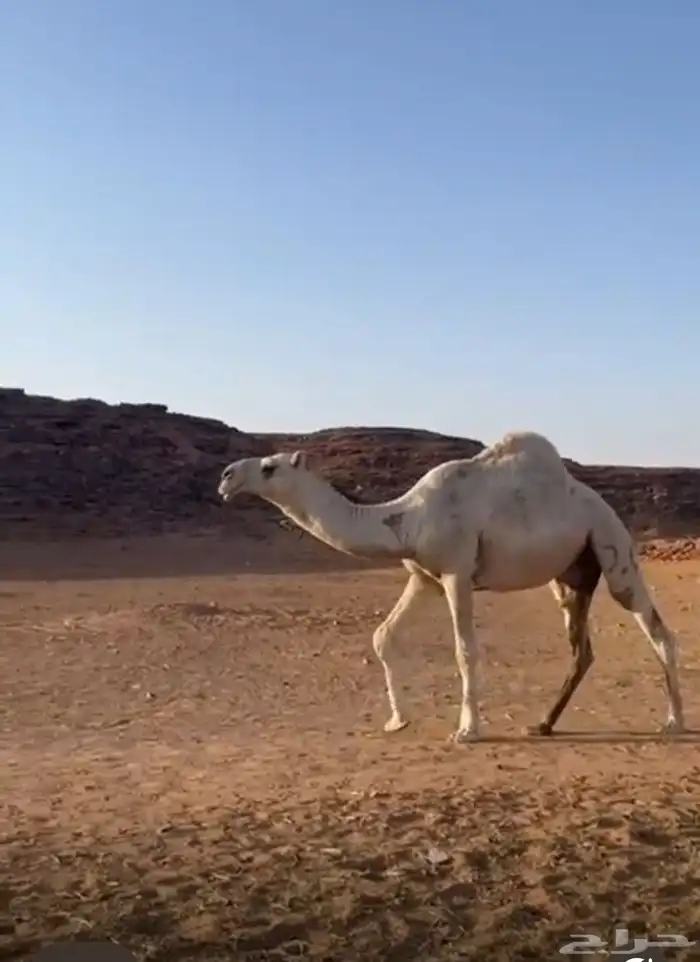 عندي قعود روماني كفو 3