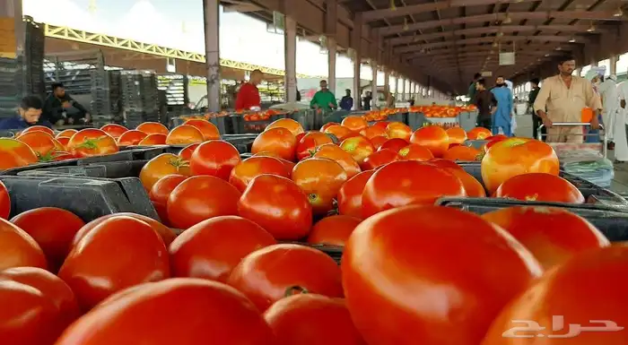 مندوب خضار داخل الرياض. من سوق العزيزية 3