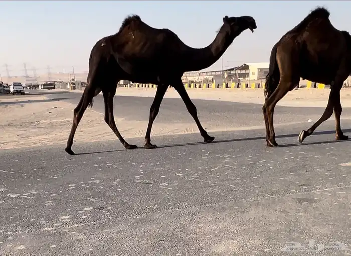قعود فحل مجهم 0