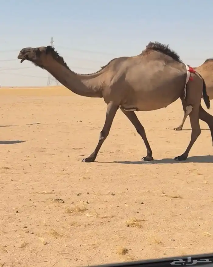 تم البيع 0