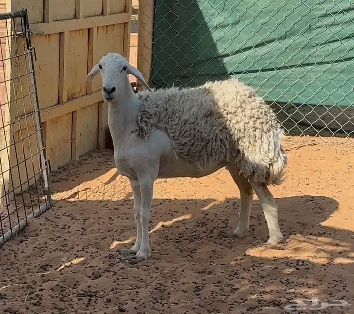 شاه حريه ثنيه حرشا وطلي حري ونعيميه 0