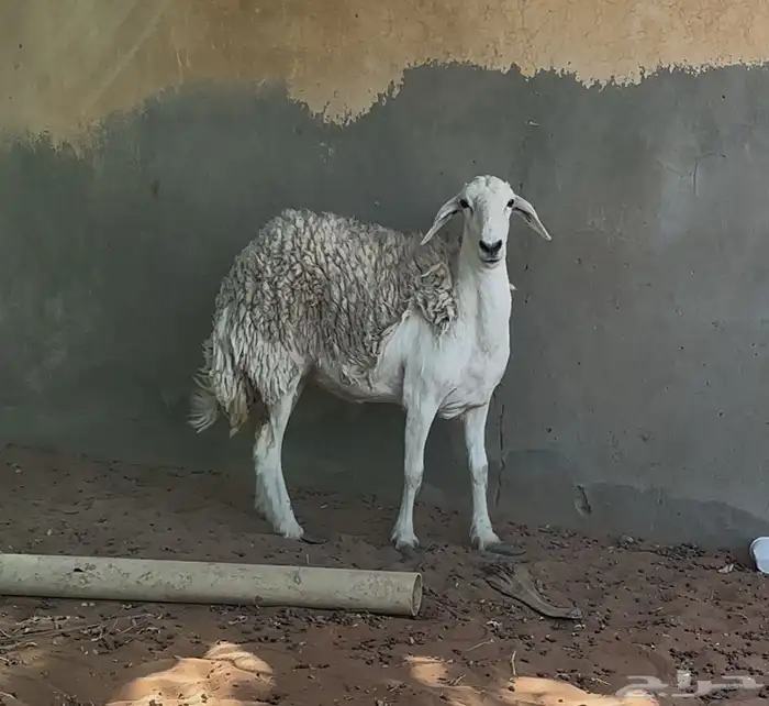 شاه حريه ثنيه حرشا وطلي حري ونعيميه 3