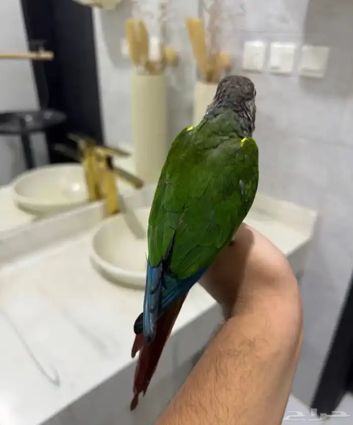 كينور يلو سايد 4