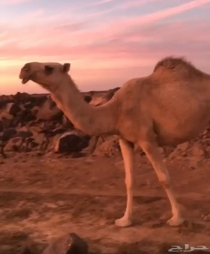 ضربها الجمل لقيه والان عشرا وابي انزل صورتها واهي لقحه 1