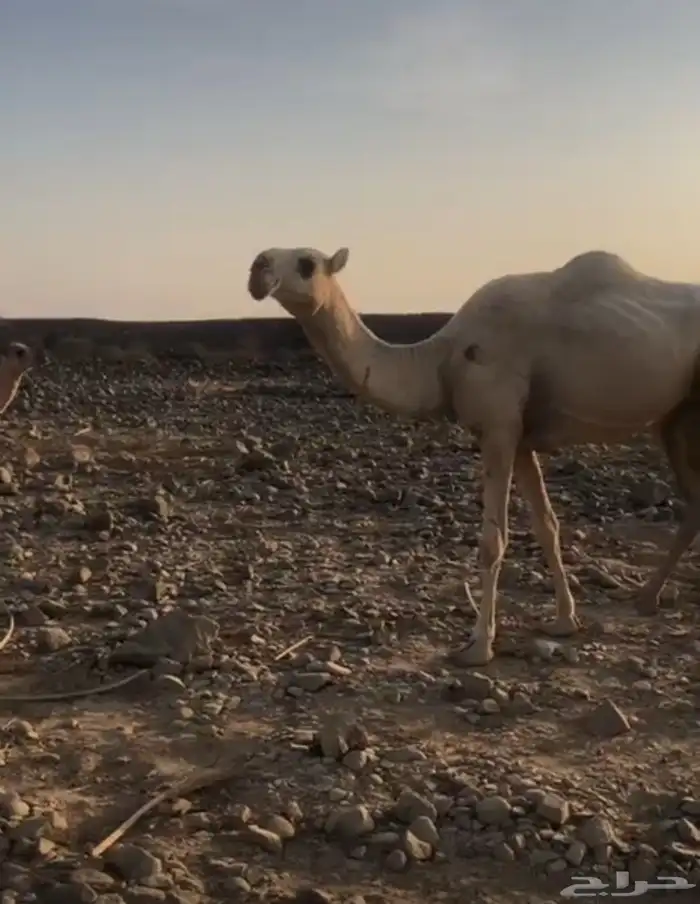 ضربها الجمل لقيه والان عشرا وابي انزل صورتها واهي لقحه 0