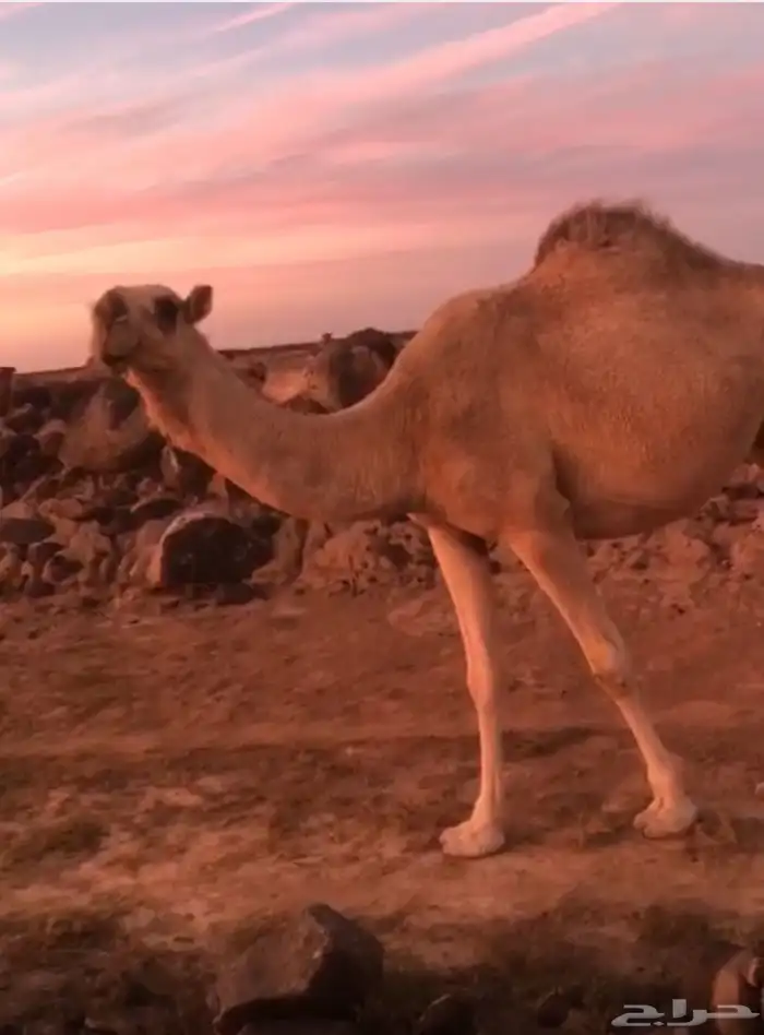 ضربها الجمل لقيه والان عشرا وابي انزل صورتها واهي لقحه 2