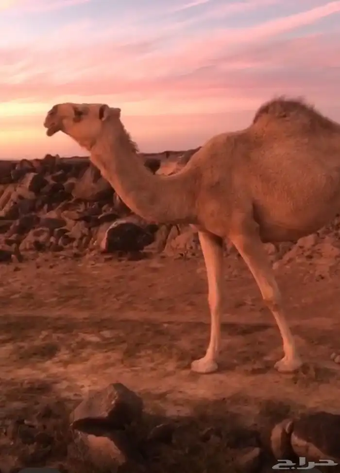 ضربها الجمل لقيه والان عشرا وابي انزل صورتها واهي لقحه 3