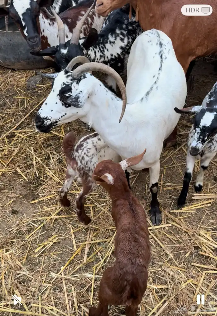 غنم وضأن 2