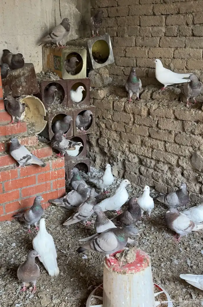 حمام فرنسي 0