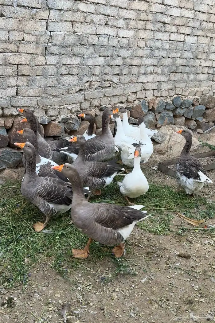 وز بلدي سوبر جامبو 2