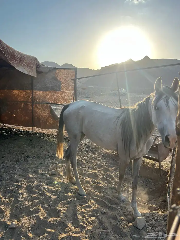 فرس شعبيه للبيع 2