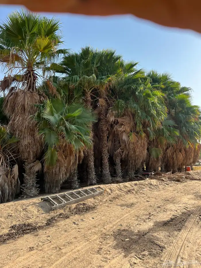 يوجد نخل وشنطوني طوال 1