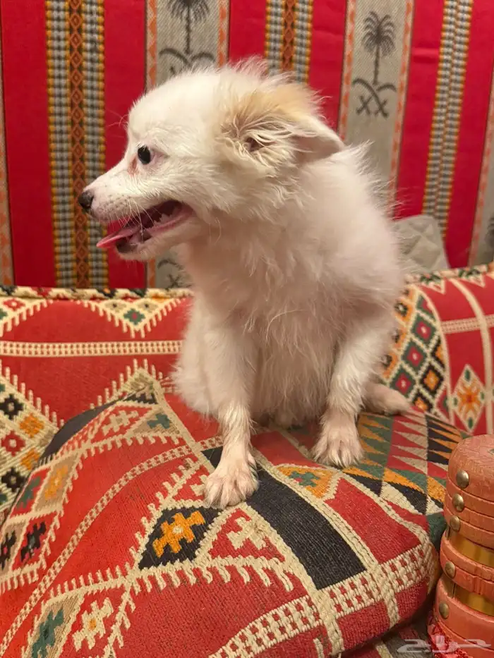 كلب شيواوا pomchi لعوب جدا 1